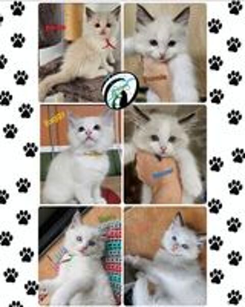   A RESERVER chatons Ragdoll 