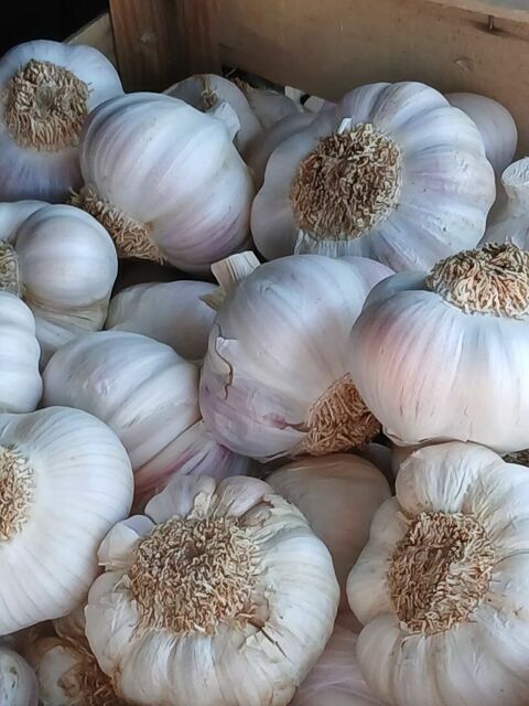 Ail rose   6 Carmaux (81)