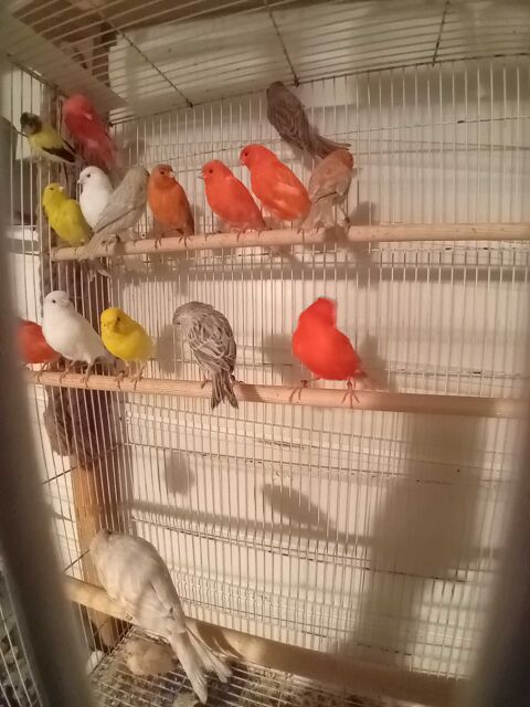 canaris 20 Bayonne (64)