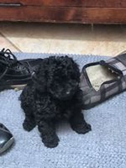   Bounty adorable petit caniche toy noir lof 