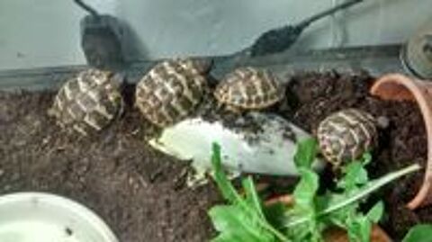   Tortues de terre juvéniles 