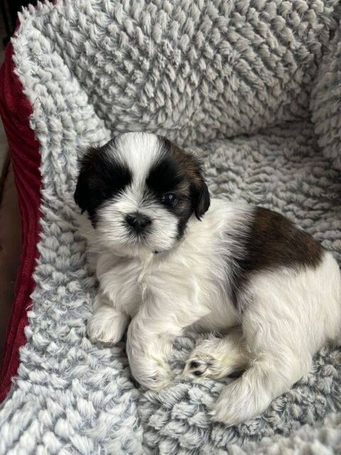 Chiots Shih-tzu &agrave; r&eacute;server, disponibles vers la fin Mars 900 67870 Griesheim-pr�s-molsheim