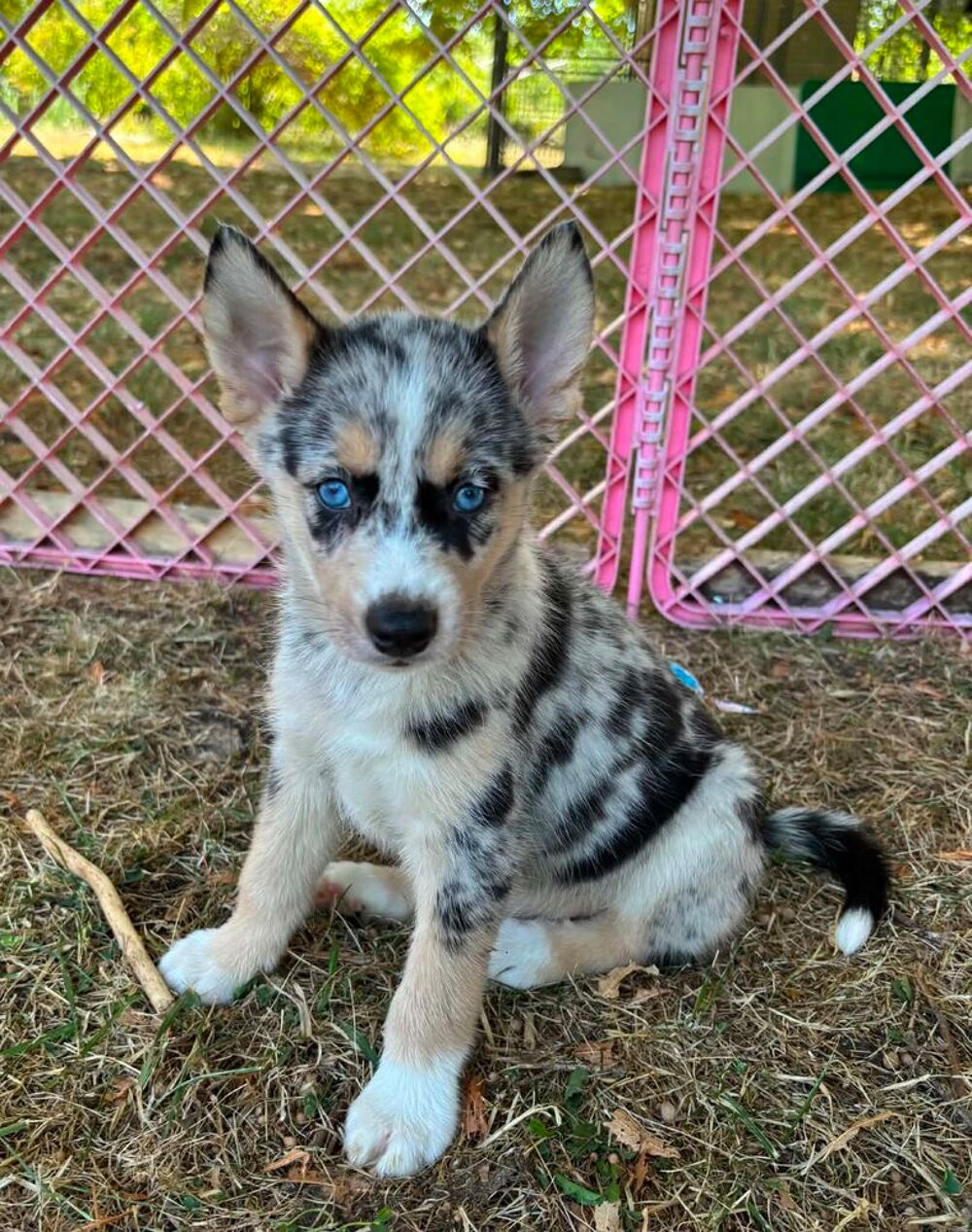   Pomsky F3  