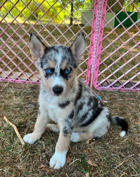 Pomsky F3 700 24410 Festalemps