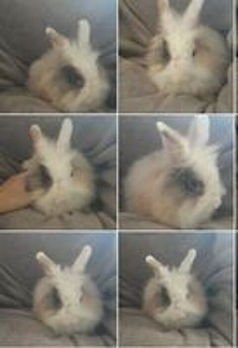   Drogo et Lucky, duo de lapins nains vaccinés 