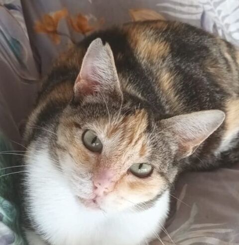 CLOE 220 95610 ragny