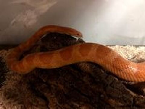   Antropine, serpent des blés à adopter 