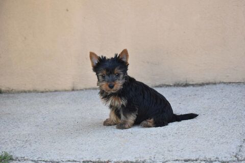 chiots yorkshire,york 900 83170 Brignoles