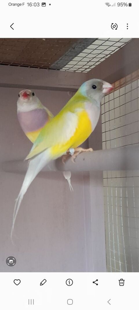 Disponible diamant de gould 30 29830 Ploudalmézeau