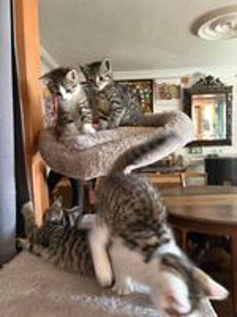   Don chatons contre bons soins 