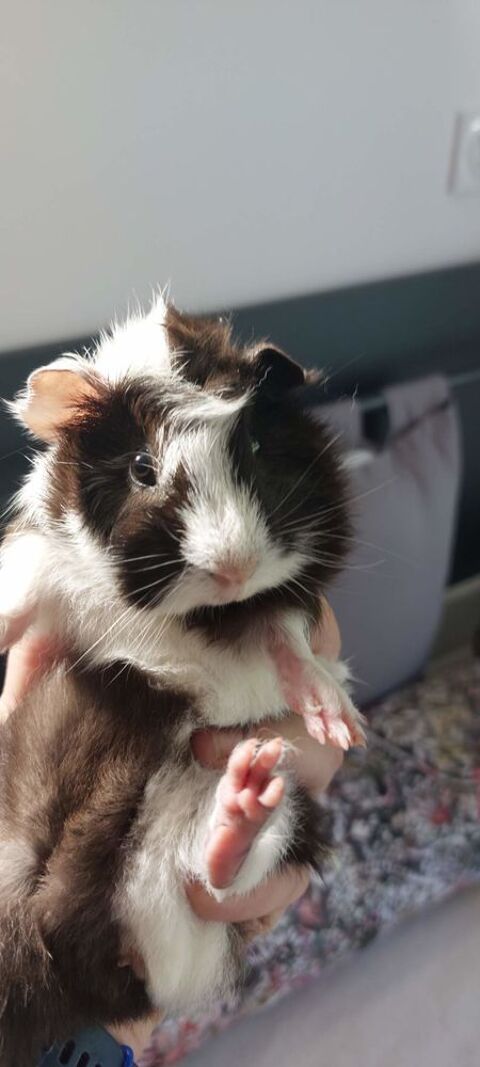 CHERCHE JEUNE FEMELLE COCHON D INDE PERUV...,FRIS&Eacute;E,OU LONG 0 30270 Saint-jean-du-gard