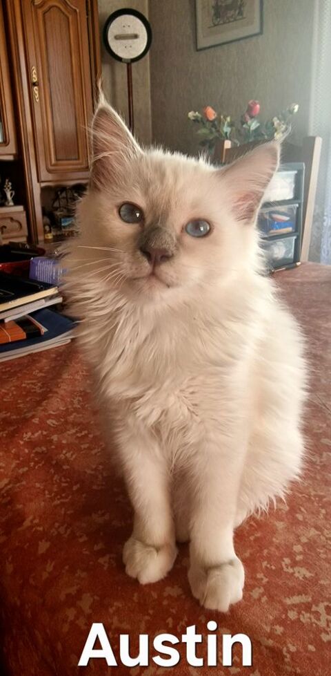 Magnifiques chatons Sacré de Birmanie LOOF 900 38110 Saint-clair-de-la-tour