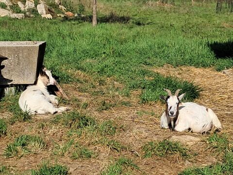 Chevre naine 6 ans avec sa fille n&eacute;e &agrave; No&euml;l 170 32500 Lamothe-goas