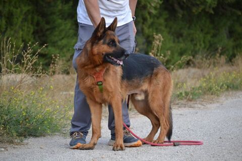 URKO💙 le chien id&eacute;al et parfait existe ,  superbe berger Allemand 315 24140 Douville