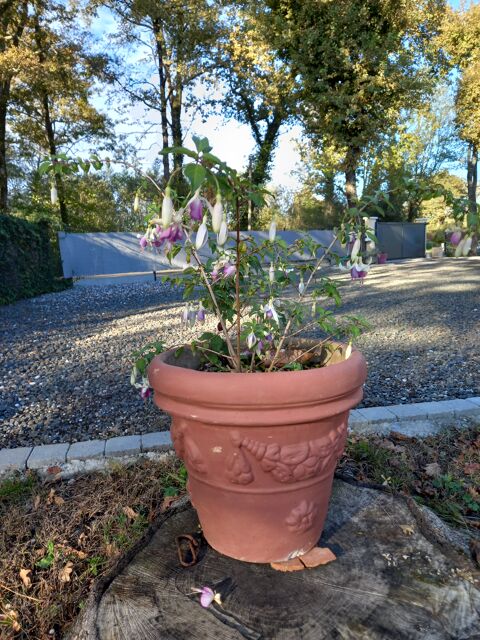 Pot de fleur en argile avec motifs et plante  40 Sort-en-Chalosse (40)