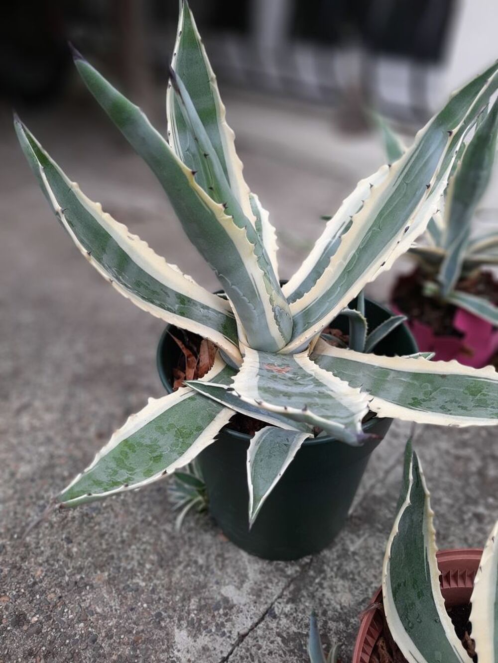 AGAVE americana Marginata CACTUS plante Jardin