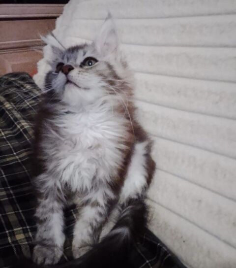 Sublime B&eacute;b&eacute; Femelle Maine Coon Black Silver et Blanc  1600 77300 Fontainebleau