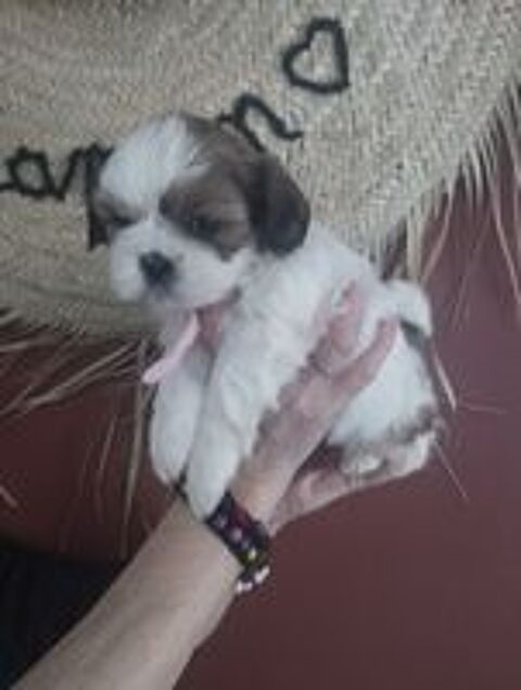   Adorable bébés Shih-tzu  