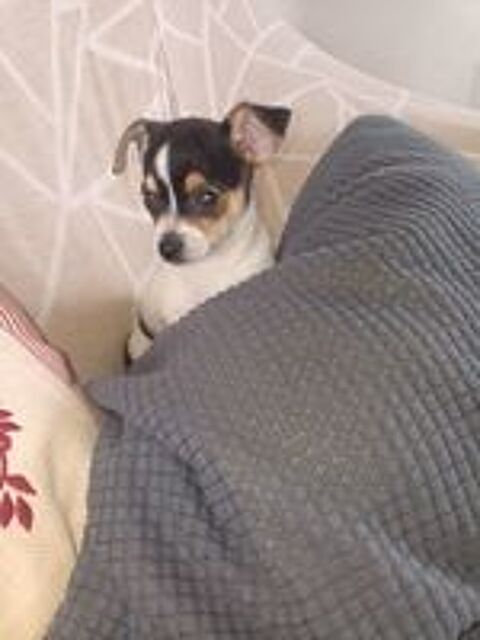   Chihuahua a reserver 