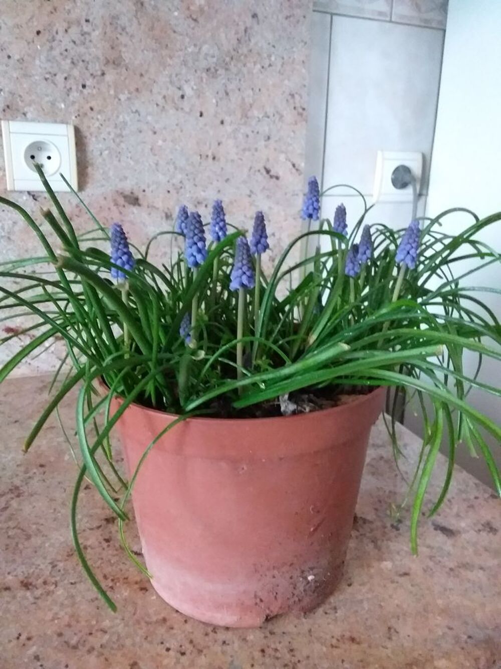 Bulbes de muscari Jardin