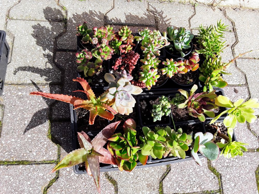 petites plantes grasses et cactus , sur place . Jardin