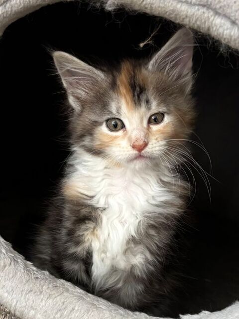 Magnifique chatons Maine coon 1000 91670 Angerville