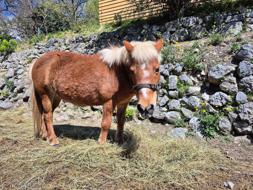   poneys 
