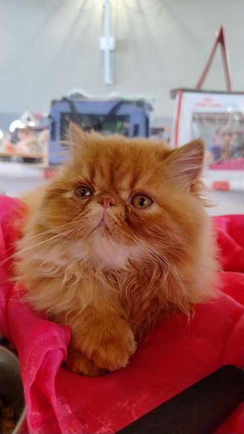 ARES DU DOMAINE AUX IRIS 1560 78840 Moisson