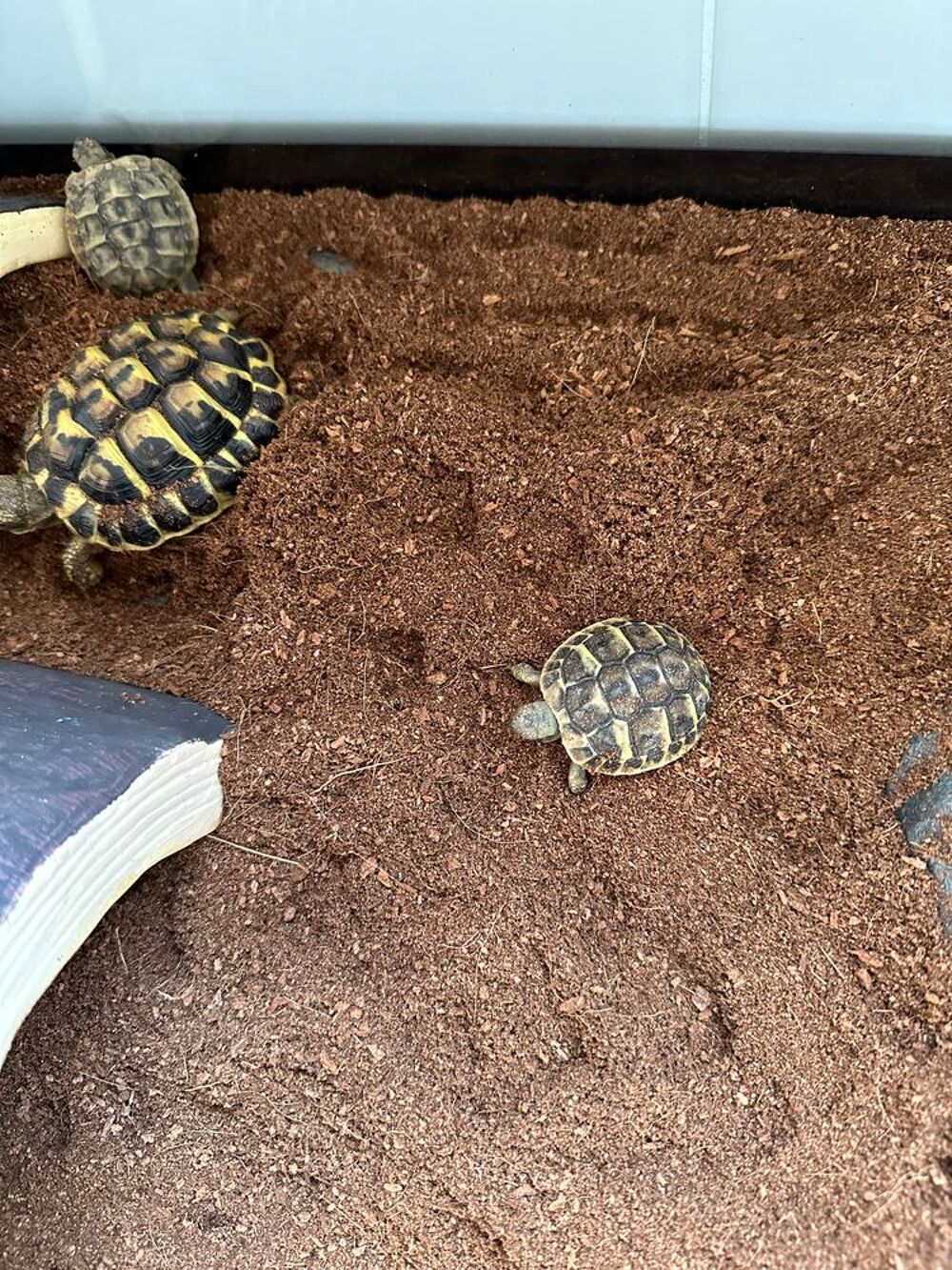 tortues de terre Jardin