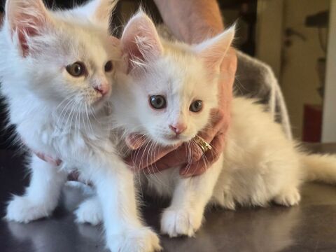 Chatons type maine coon 0 77240 Vert-saint-denis