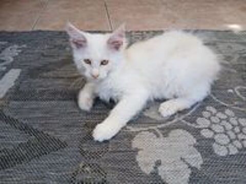   Chaton maine coon SHADED mâle 