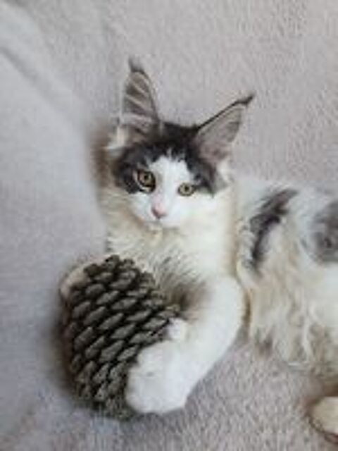   Chatons Maine coon loof  