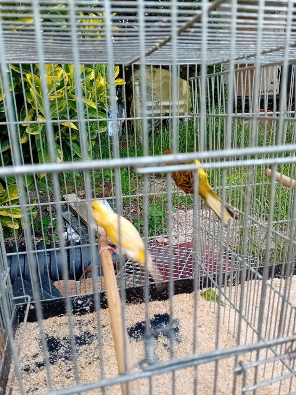   Canaris année 2025 très bons siffleurs  
