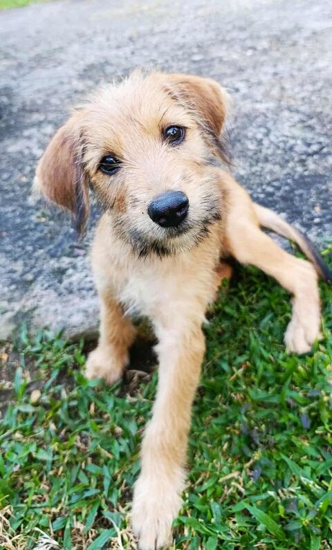 Youpi, le joyeux b&eacute;b&eacute; 300 76000 Rouen
