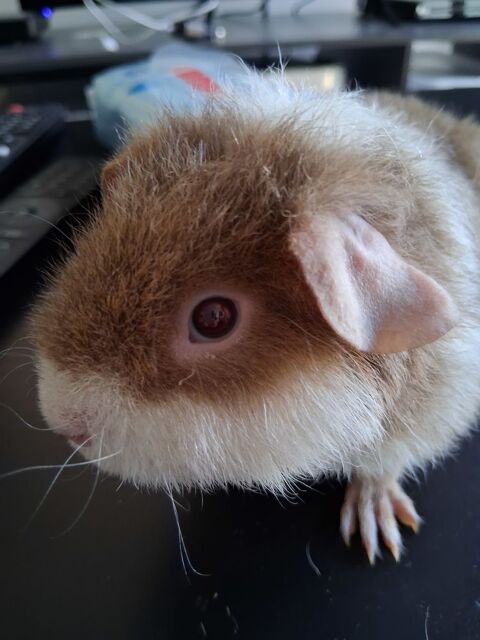 Don cochon d'inde m&acirc;le rex  0 49700 Dou�-la-fontaine