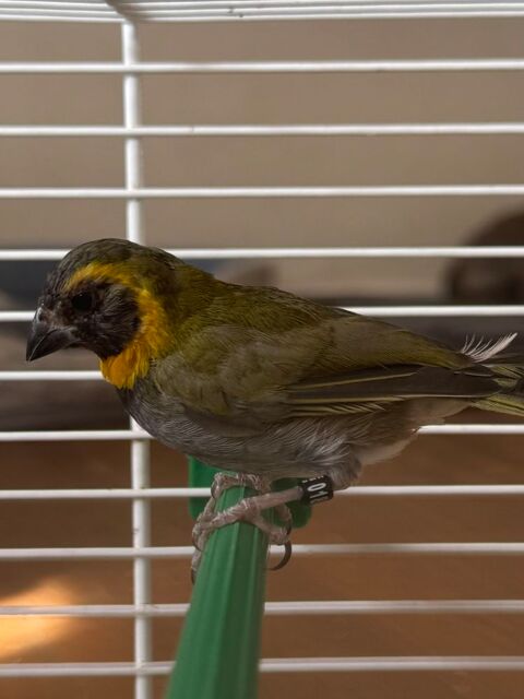 Recherche petit chanteur de Cuba 0 93330 Neuilly-sur-marne