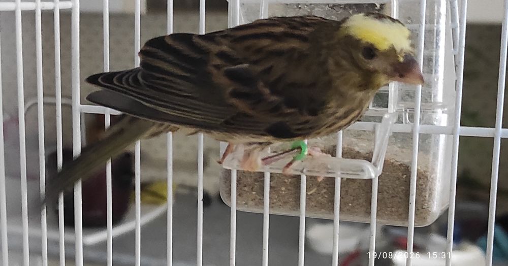   Canaris lizard  