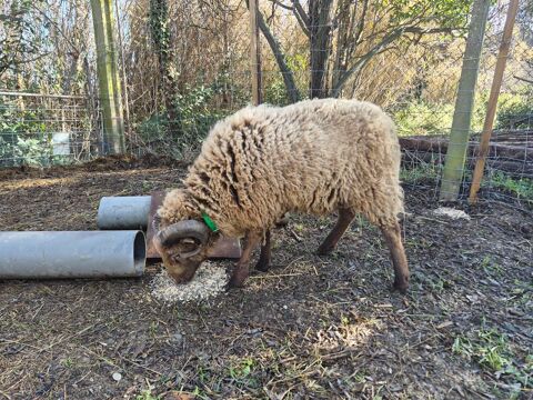 mouton b&eacute;lier ouessant brun 150 34210 Oupia