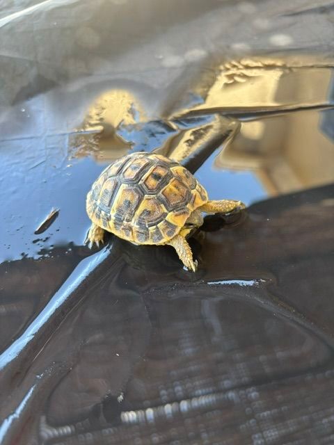 Tortue de terre 1 an 50 30670 Aigues-vives
