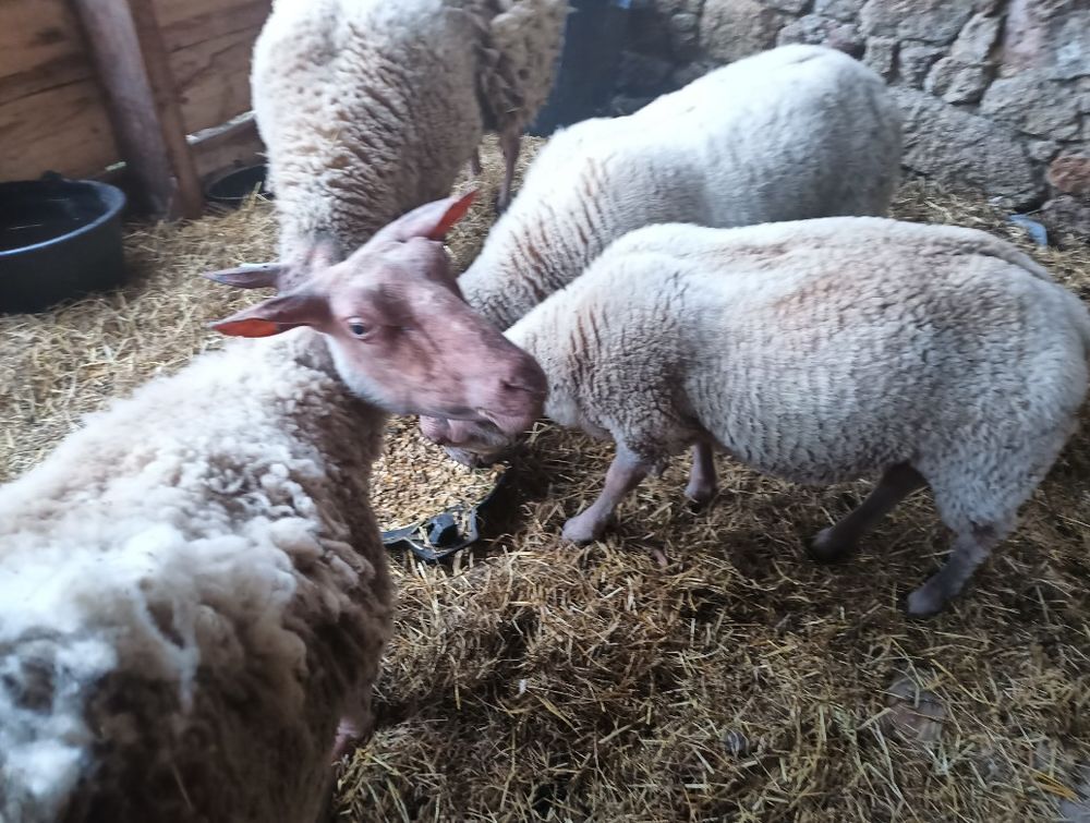   ? Moutons Rouge de l'Ouest 