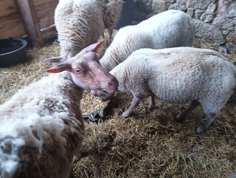 ? Moutons Rouge de l'Ouest 250 61220 Briouze
