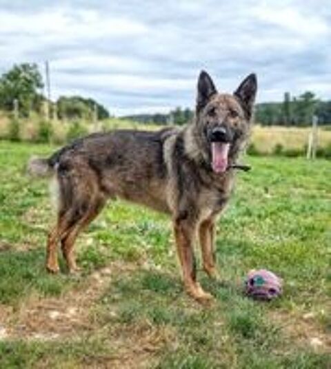   SKOLL mâle type berger allemand 5 ans 