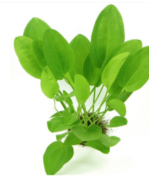 Echinodorus cordiflorus
plante aquarium d eau douce 69380 Les chres