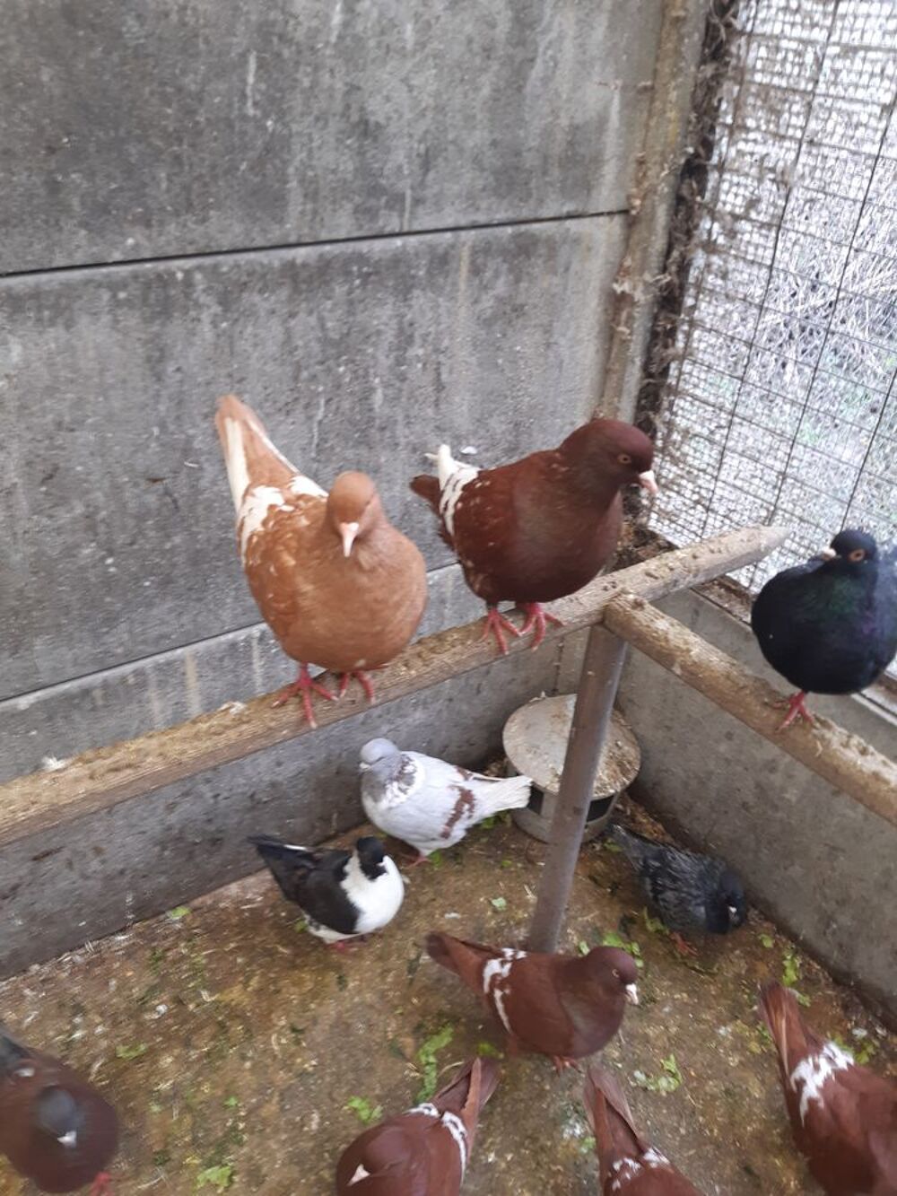   pigeons lynx de pologne nés en 2025. des rouges et des jaune 