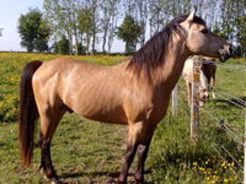   Propose ETALON pour saillir ponette ou jument 