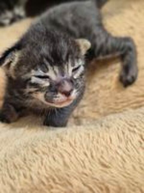   Magnifiques chatons savannah LOOF 