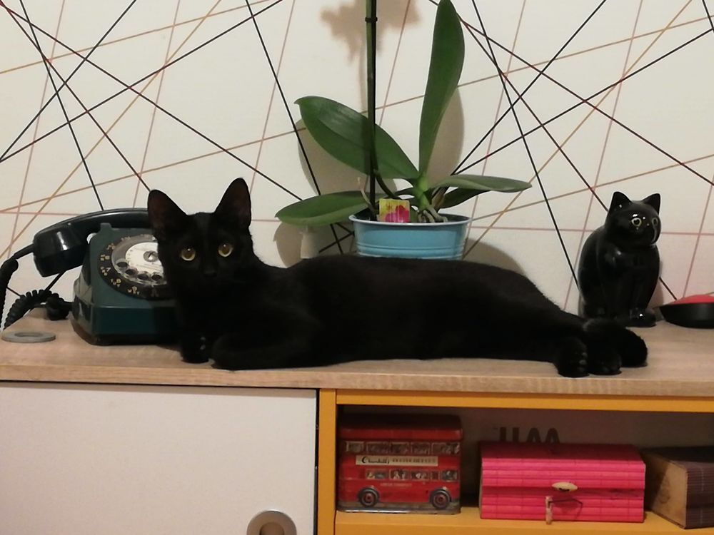   Odette 10 mois � l'adoption 