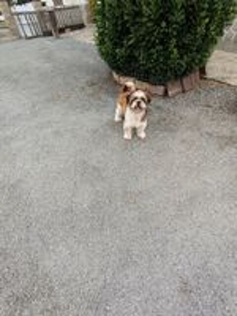   Male Shih Tzu 
