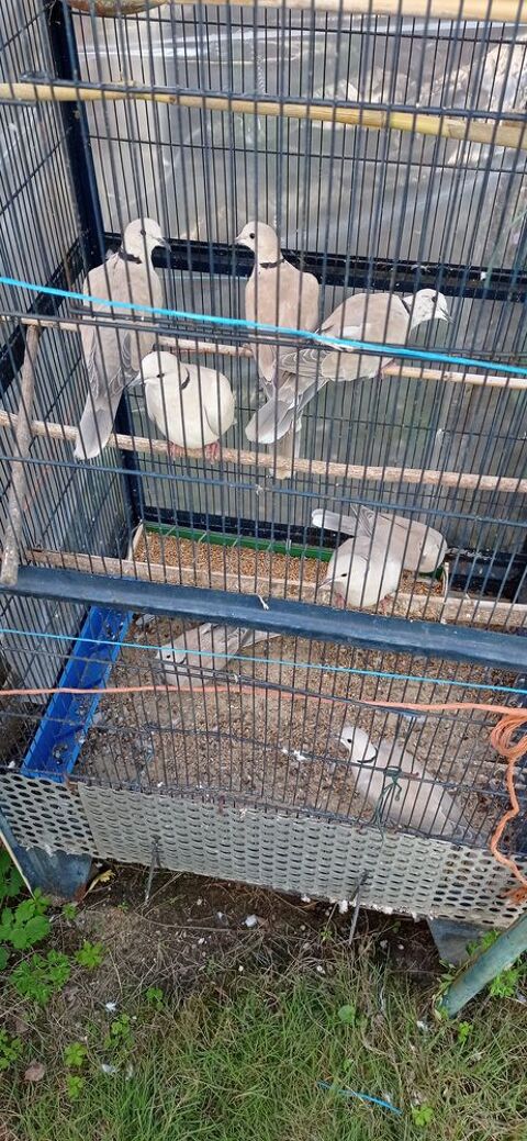 Tourterelles &agrave; collier 8 78680 �p�ne