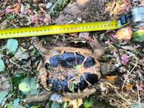   Tortue mâle adulte 